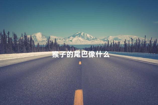 猴子的尾巴像什么