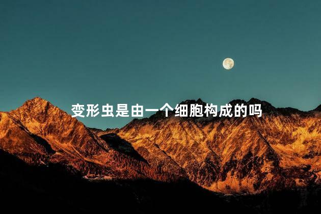 变形虫是由一个细胞构成的吗，变形虫属于单细胞生物吗