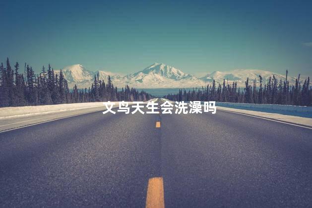 文鸟天生会洗澡吗