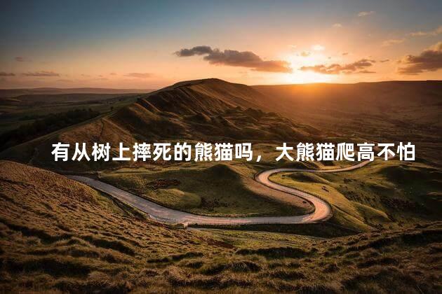 有从树上摔死的熊猫吗，大熊猫爬高不怕摔死吗