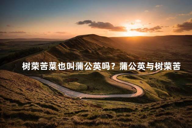 树荣苦菜也叫蒲公英吗？蒲公英与树荣苦菜是否同一种植物？