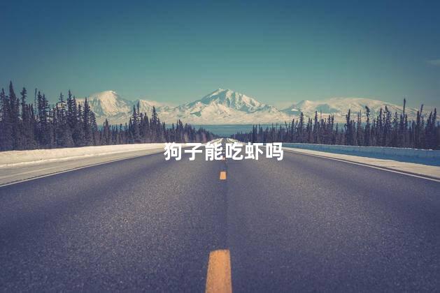狗子能吃虾吗，泰迪能吃虾吗