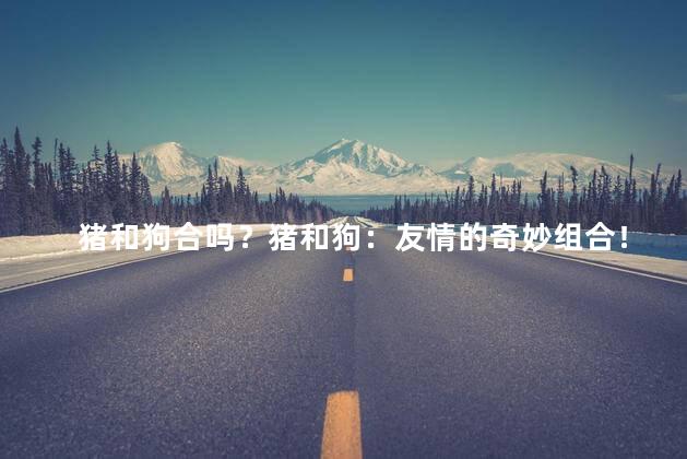 猪和狗合吗？猪和狗：友情的奇妙组合！