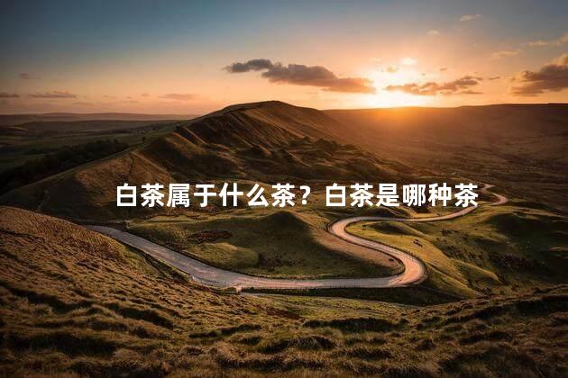 白茶属于什么茶？白茶是哪种茶