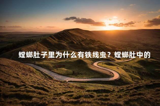 螳螂肚子里为什么有铁线虫？螳螂肚中的铁线虫——奇迹背后的秘密