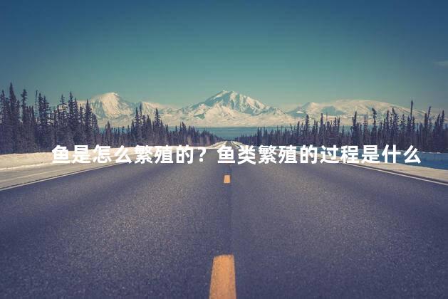 鱼是怎么繁殖的？鱼类繁殖的过程是什么？