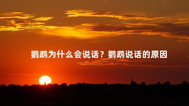 鹦鹉为什么会说话？鹦鹉说话的原因
