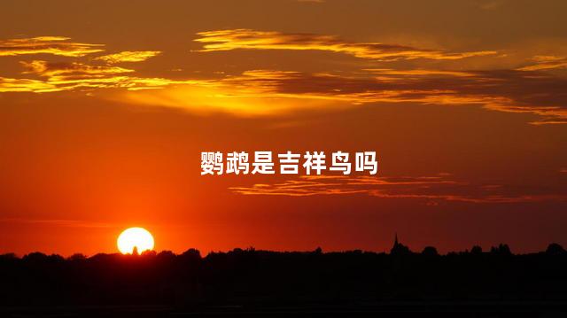 鹦鹉是吉祥鸟吗