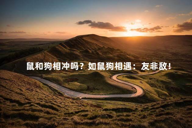 鼠和狗相冲吗？如鼠狗相遇：友非敌！